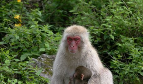 Japanese macaque monkey in Jigokudani Wild Monkey Park.